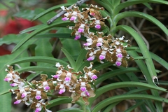 Vanda tessellata